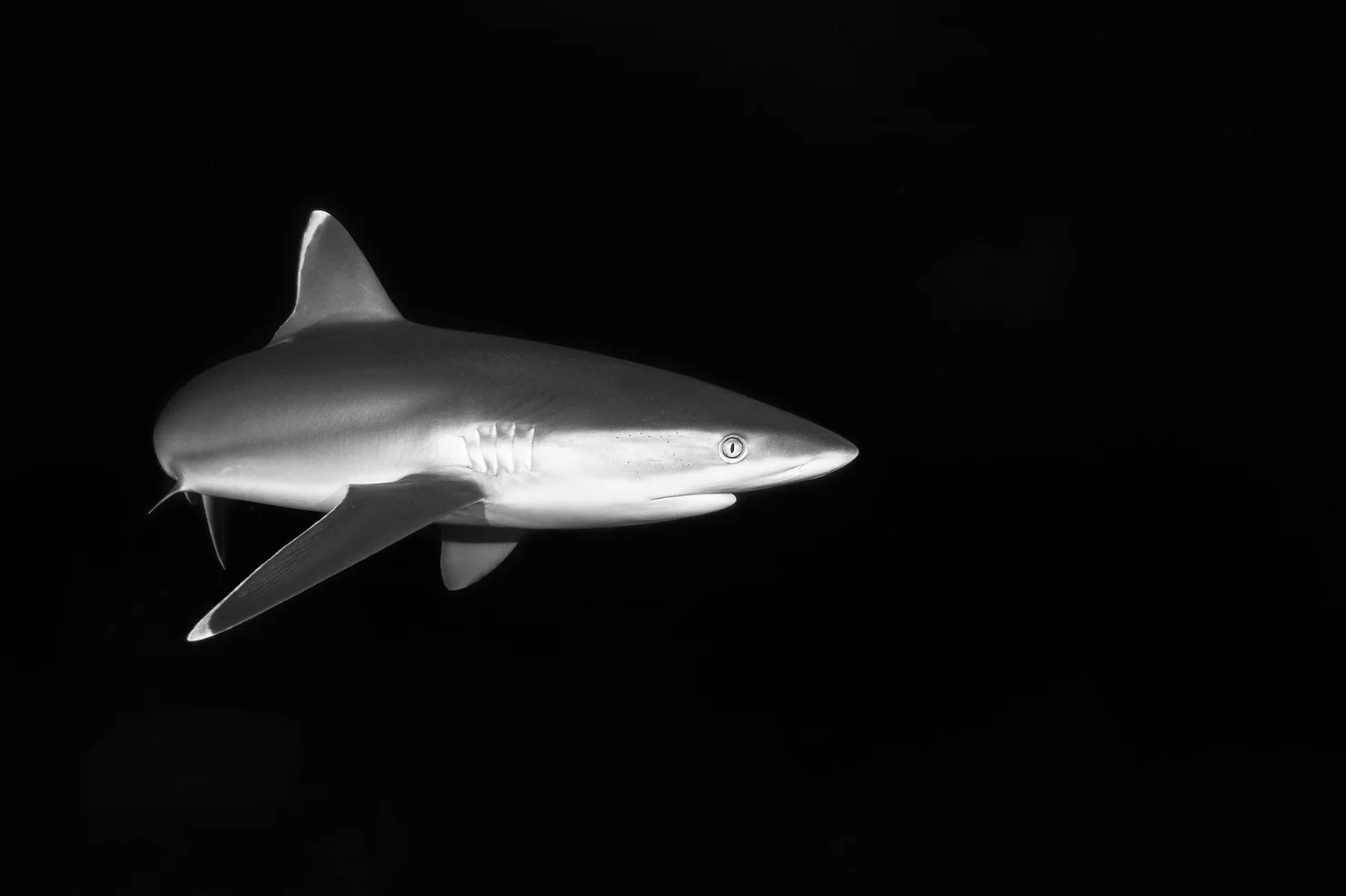 Florida Legislature Cracks Down on Claim Sharks